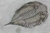 Dalmanites Trilobite Fossil - New York #99084-5